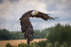 Vogels spotten