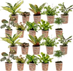 Miniplantjes