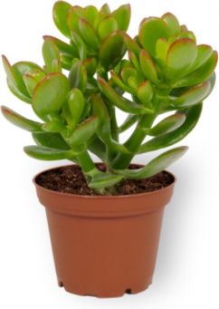 Crassula money tree